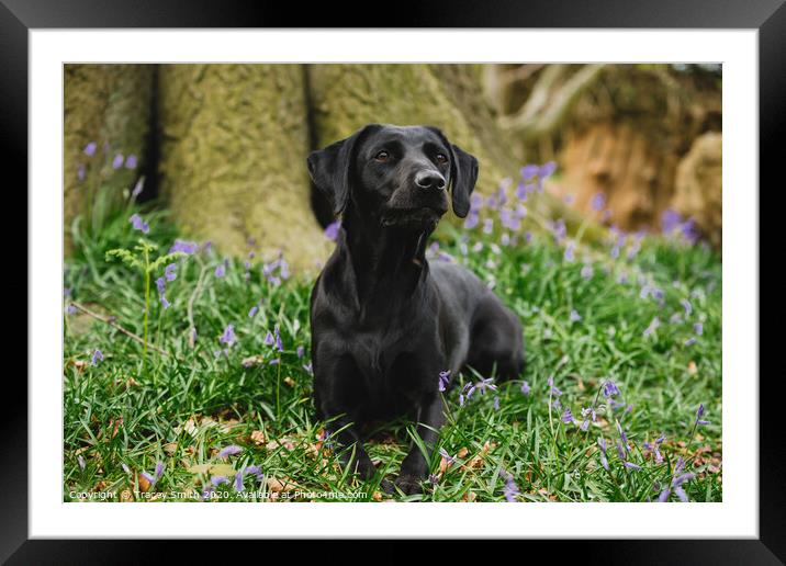 Black Labrador in Bluebells Framed Mounted Print by Tracey Smith