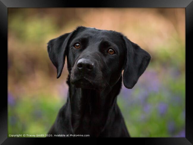 A Close up of a Labrador Framed Print by Tracey Smith