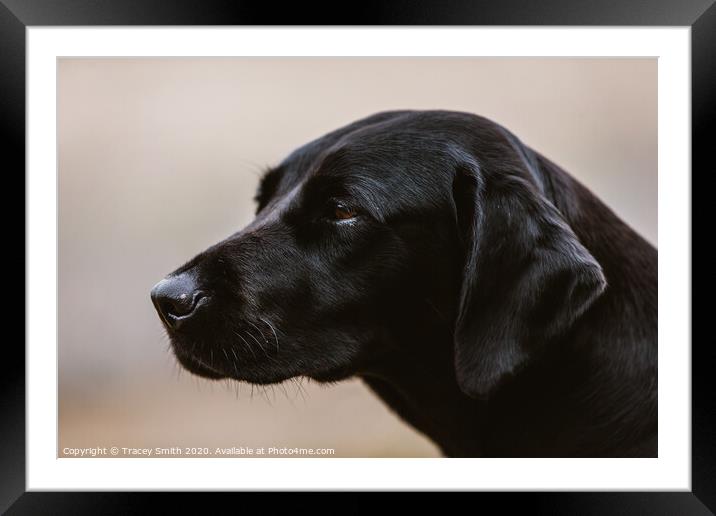 A Close up Portrait of a Labrador Framed Mounted Print by Tracey Smith