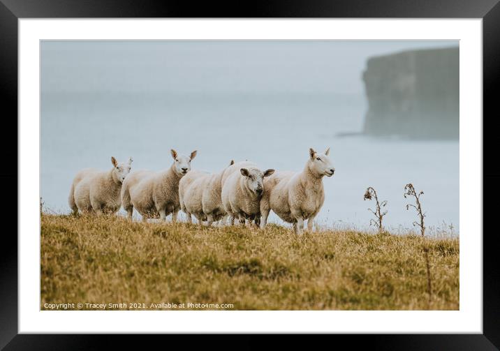 The Sheep of Duncansby Head Framed Mounted Print by Tracey Smith