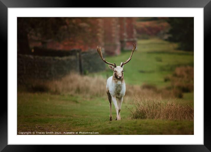 A fallow deer wandering Framed Mounted Print by Tracey Smith