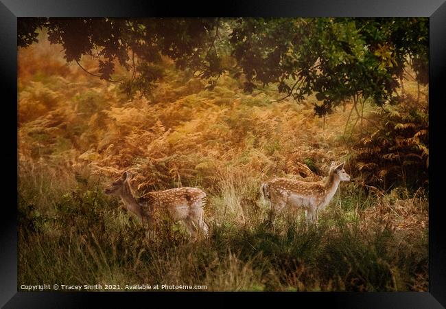 A pair of Fallow Deer in the Bracken Framed Print by Tracey Smith