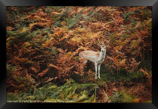A Young Fallow Buck in the Bracken Framed Print by Tracey Smith