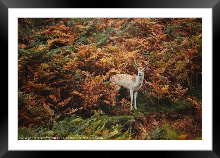 A Young Fallow Buck in the Bracken Framed Mounted Print by Tracey Smith