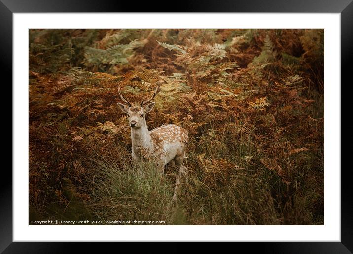 The Young Fallow Framed Mounted Print by Tracey Smith
