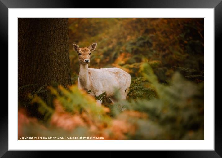 The Fallow Doe in the Forest Framed Mounted Print by Tracey Smith