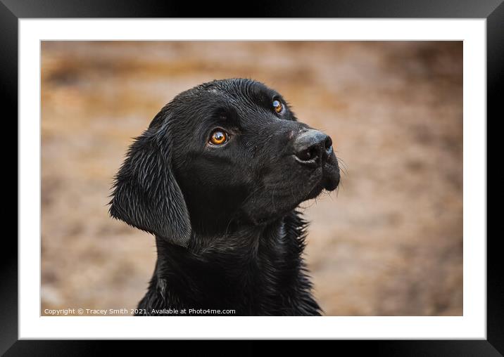 The Faithful Labrador Dog Framed Mounted Print by Tracey Smith