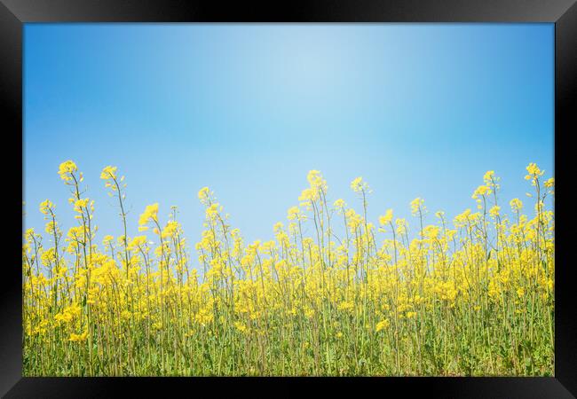 flowers in a crop field with blue sky in the background Framed Print by David Galindo