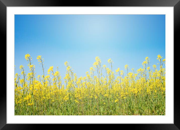 flowers in a crop field with blue sky in the background Framed Mounted Print by David Galindo