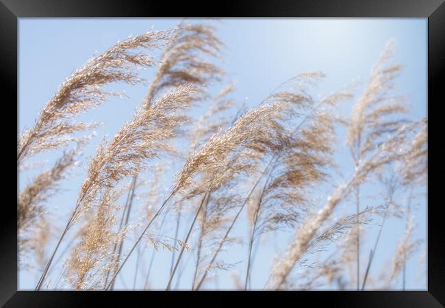 cereals in a crop field with blue sky in the background Framed Print by David Galindo