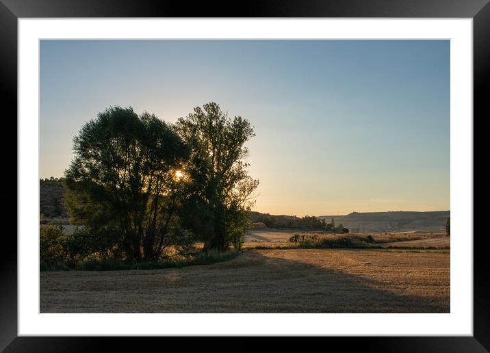 sunset behind some trees in agricultural field Framed Mounted Print by David Galindo