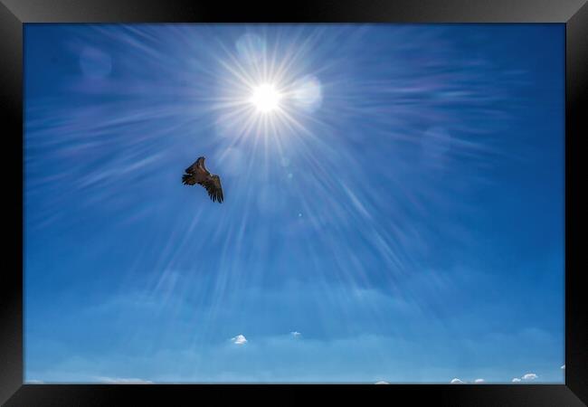 griffon vulture flying in front of a radiant sun in the blue sky Framed Print by David Galindo