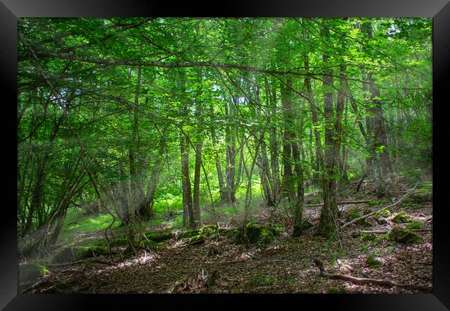 rays of sunlight entering through the trees in an enchanted forest Framed Print by David Galindo