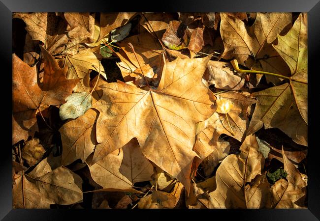 detail of dry leaves on the park floor Framed Print by David Galindo