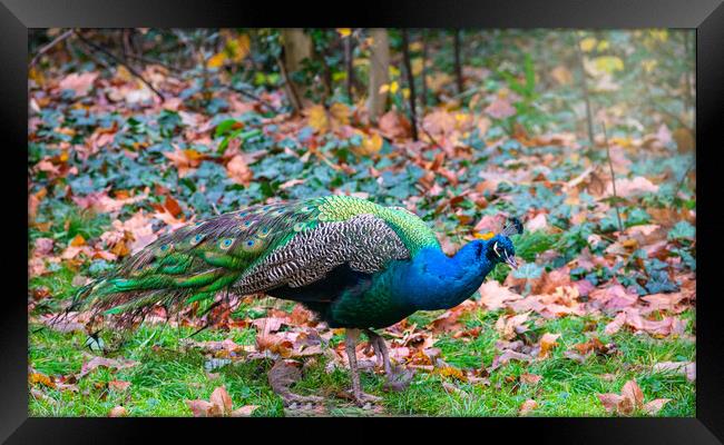 peacock on grass and dry leaves Framed Print by David Galindo