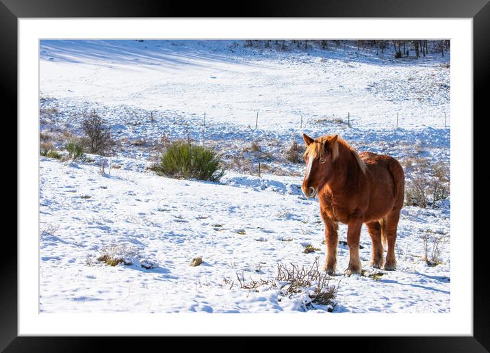wild horse posing on snowy mountain slope Framed Mounted Print by David Galindo