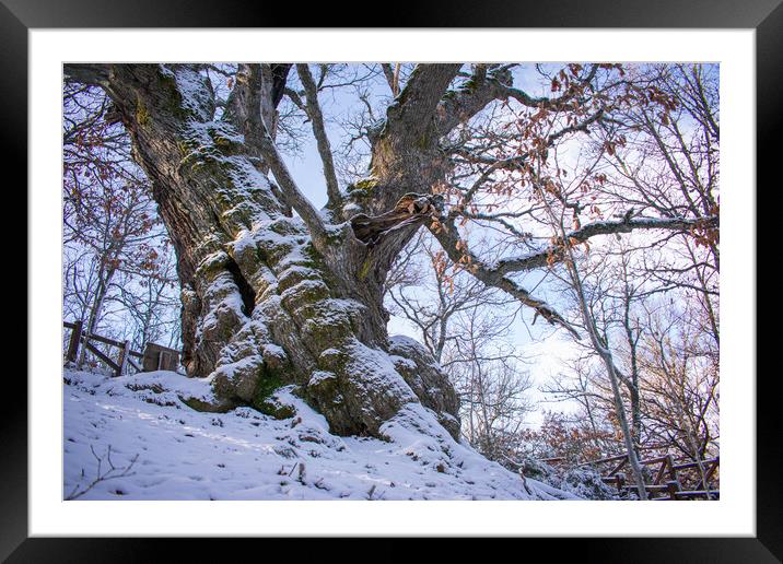 Plant tree Framed Mounted Print by David Galindo