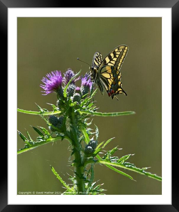 Swallowtail butterfly, Papilio machaon Framed Mounted Print by David Mather