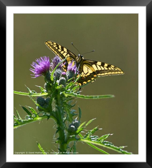 Swallowtail butterfly, Papilio machaon in Norfolk, UK number 2 Framed Mounted Print by David Mather