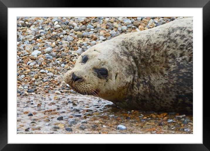 A Common Seal rests on a Norfolk shore Framed Mounted Print by David Mather