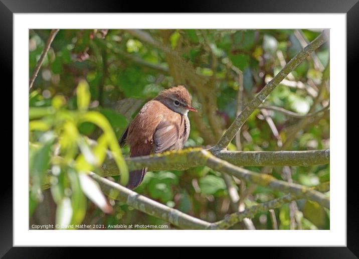 The illusive Cetti's Warbler in Dorset, UK Framed Mounted Print by David Mather