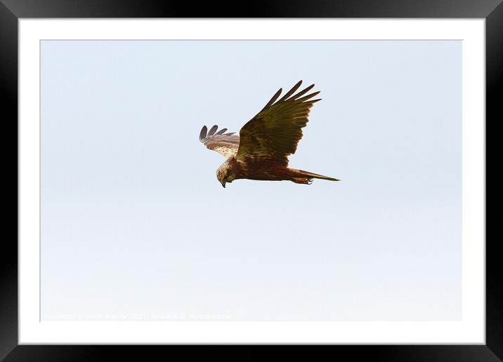 Marsh Harrier about to swoop Framed Mounted Print by David Mather