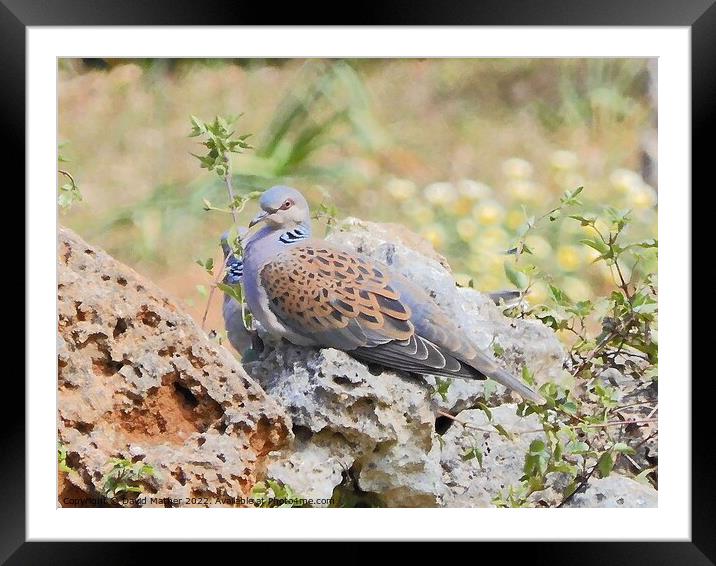 The enigmatic Turtle Dove Framed Mounted Print by David Mather