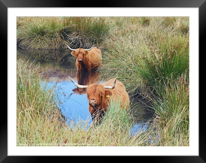 Highland cattle cooling off Framed Mounted Print by David Mather