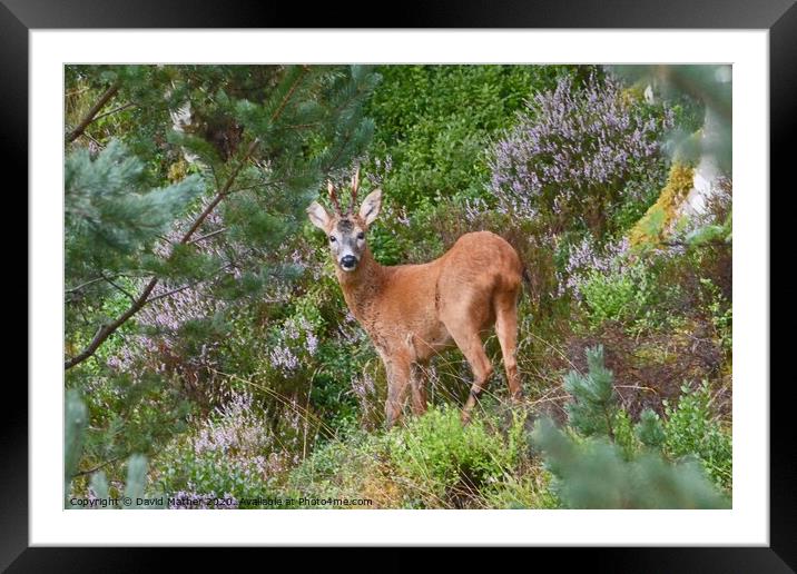 Young Buck Framed Mounted Print by David Mather