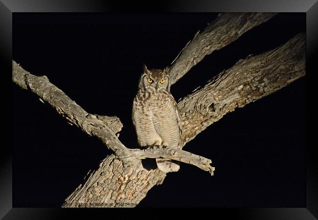 Spotted Eagle Owl Framed Print by David Mather