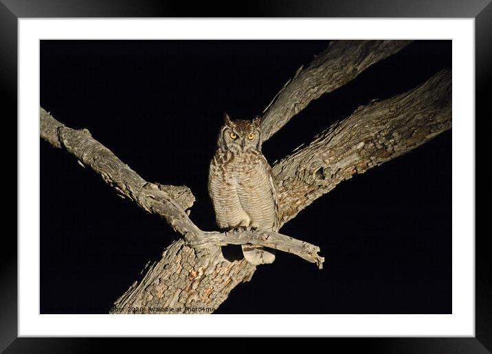 Spotted Eagle Owl Framed Mounted Print by David Mather