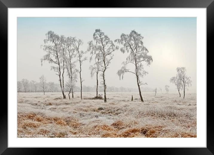 Frozen Common Framed Mounted Print by David Mather