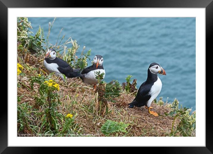 Puffins on Skomer  Framed Mounted Print by David Mather