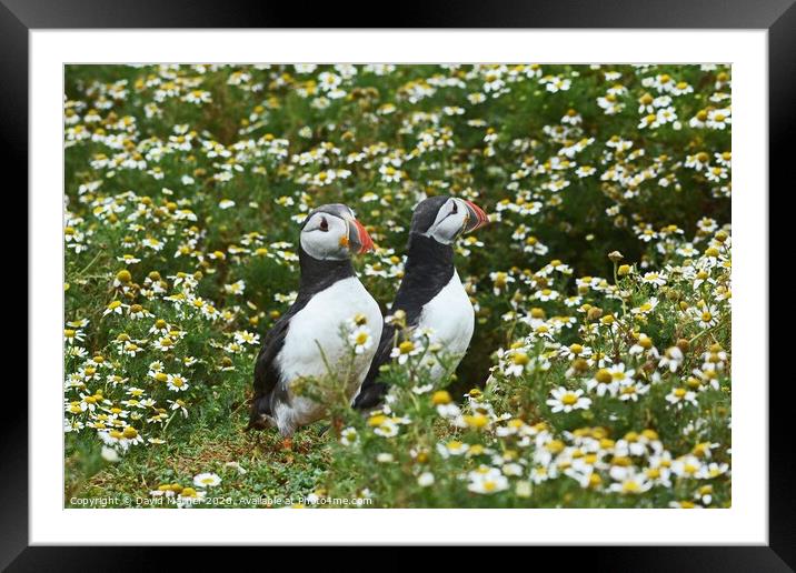 Puffins amongst the Daisies Framed Mounted Print by David Mather