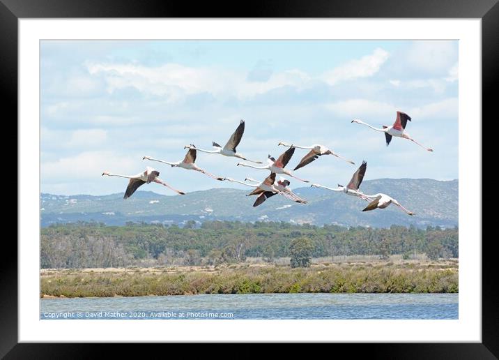 Flamingo fly-by Framed Mounted Print by David Mather