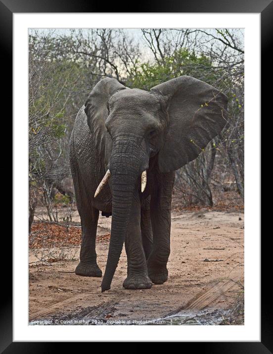 Elephant blocks the way Framed Mounted Print by David Mather