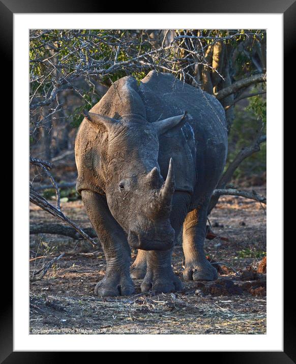 White Rhino in Kruger National Park Framed Mounted Print by David Mather