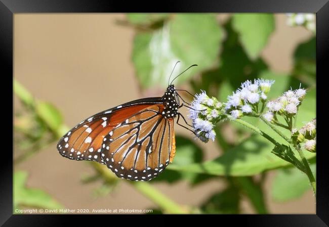 Monarch butterfly, Costa Rica Framed Print by David Mather