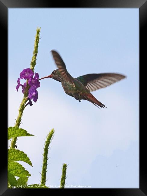 Rufous-tailed Hummingbird, Costa Rica Framed Print by David Mather