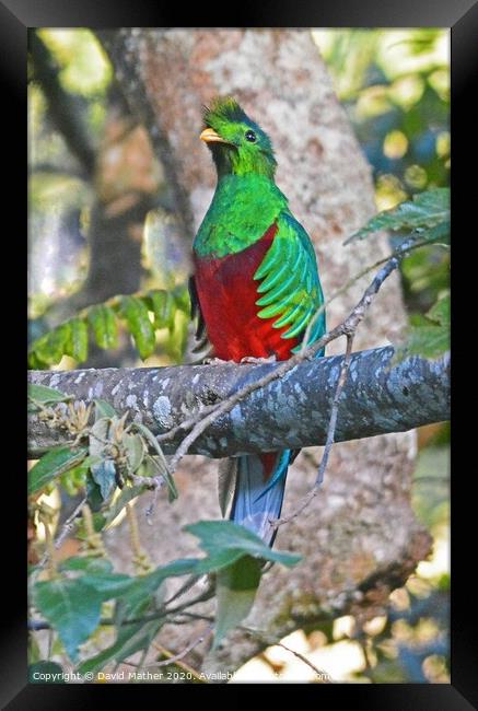 Resplendent Quetzal, Costa Rica Framed Print by David Mather