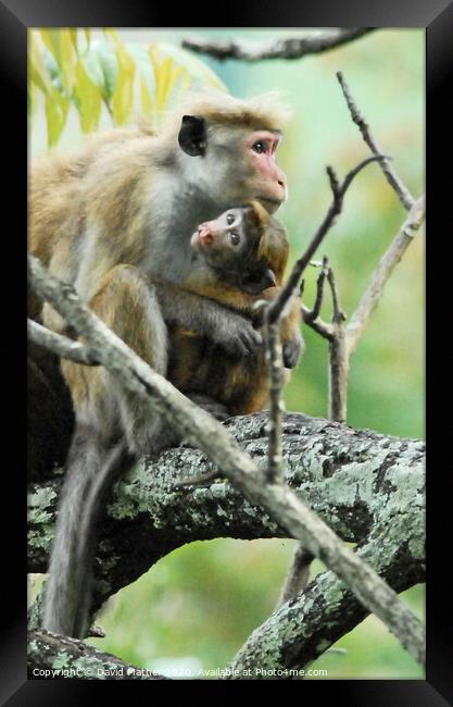 A Toque Macaque and infant sitting on a branch, Sri Lanka Framed Print by David Mather