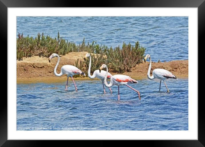 Flamingos in the Algarve Framed Mounted Print by David Mather