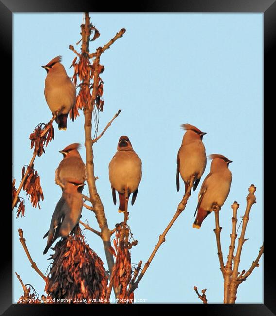 Last light on the Waxwings Framed Print by David Mather