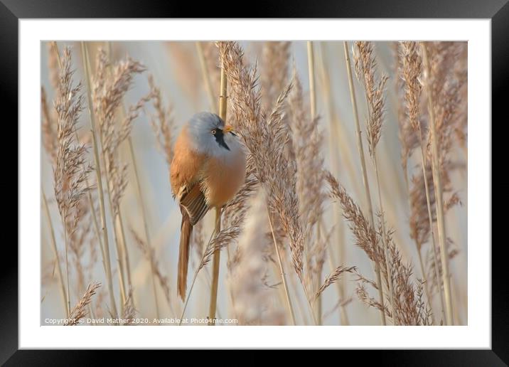Bearded Tit in reedbed Framed Mounted Print by David Mather