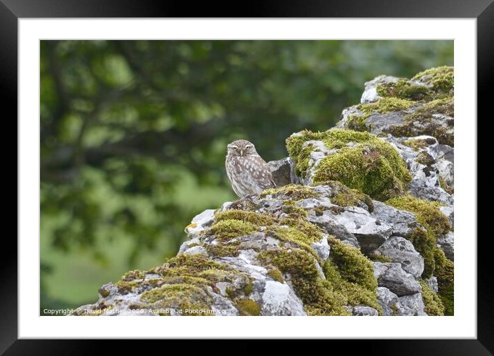 Little Owl Framed Mounted Print by David Mather
