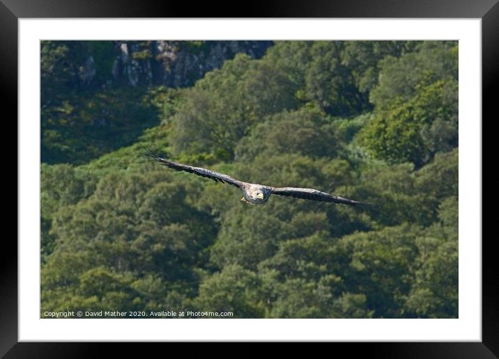 White-tailed Sea Eagle approaches Framed Mounted Print by David Mather