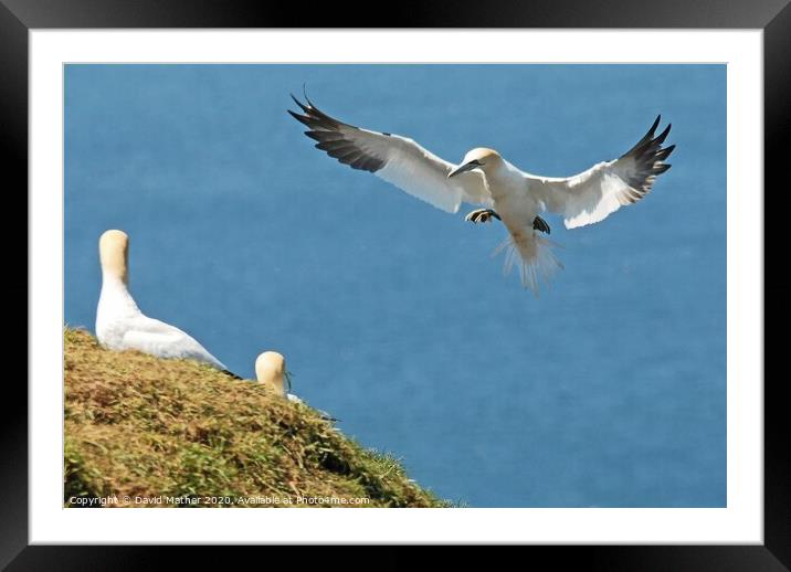 Incoming Gannet Framed Mounted Print by David Mather