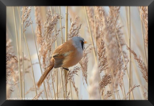 Bearded Tit calling Framed Print by David Mather