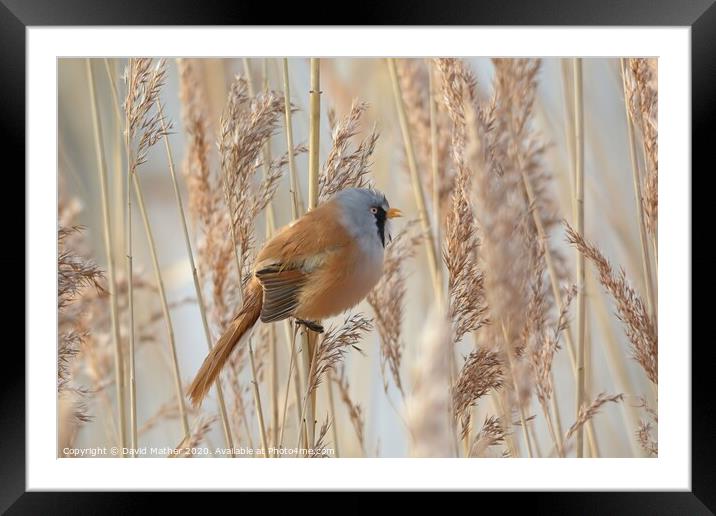 Bearded Tit calling Framed Mounted Print by David Mather