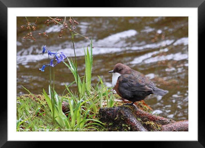Dipper keeping watch on its territory Framed Mounted Print by David Mather